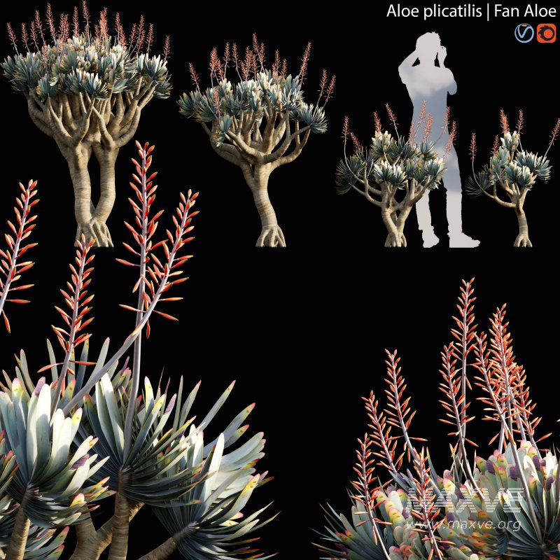 Aloe plicatilis – Fan Aloe – 01 - Image 1