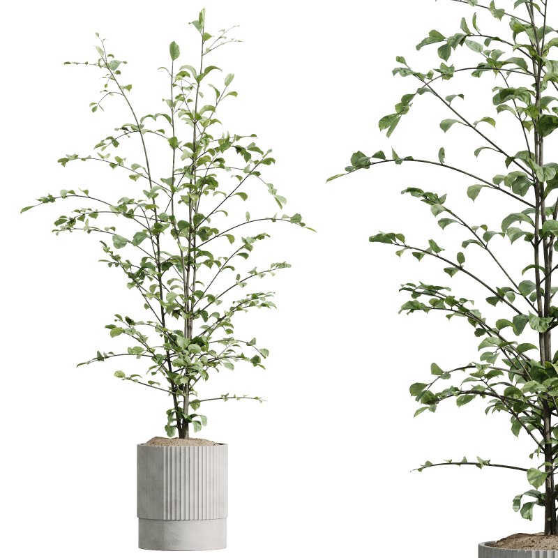 AV Indoor Plants Set 220 Hazel Erle and Aloe Vera and Mission Olive and Spineless Palm - Image 4