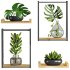 plants set on shelf - Thumbnail 3