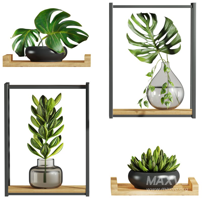 plants set on shelf - Image 3