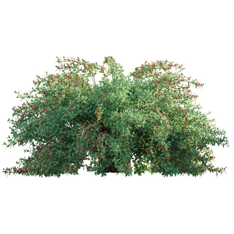 Ilex verticillata – Winterberry 01 - Image 2