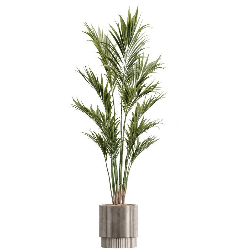 AV Premium Indoor Plants Set 212 Mission Olive ParadiseBird Yucca Areca - Image 1
