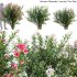 Nerium Oleander – Laurier – 02 - Thumbnail 1