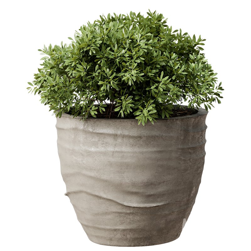 Outdoor Plant 42 - Image 3