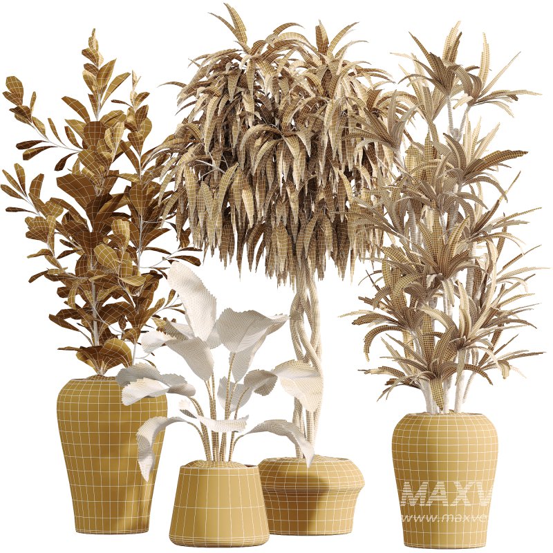 AV Indoor Plants Set 223 Ficus Binnendijkii Microcarpa Moclame Lemon Lime Cane ParadiseBird - Image 5