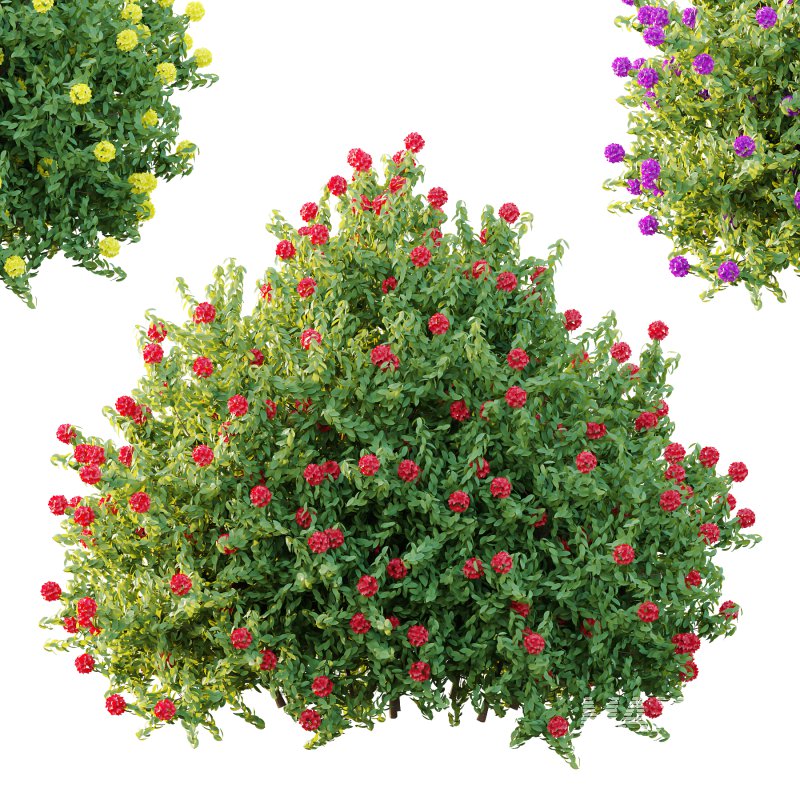 Rhododendron Arboreum Bush 06 - Image 3