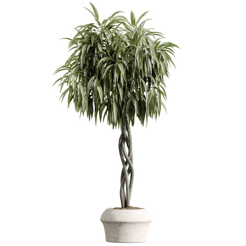 AV Indoor Plants Set 223 Ficus Binnendijkii Microcarpa Moclame Lemon Lime Cane ParadiseBird - Image 3