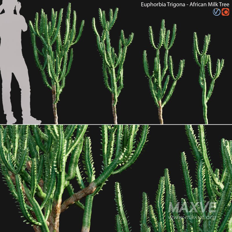 Euphorbia Trigona – African Milk Tree – 01 - Image 1