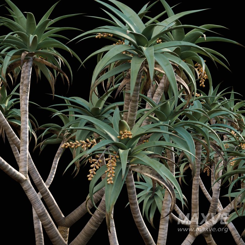 Aloe Pillansii, Aloidendron Pillansii – Giant Quiver Tree, Bastard Quiver Tree – 02 - Image 3