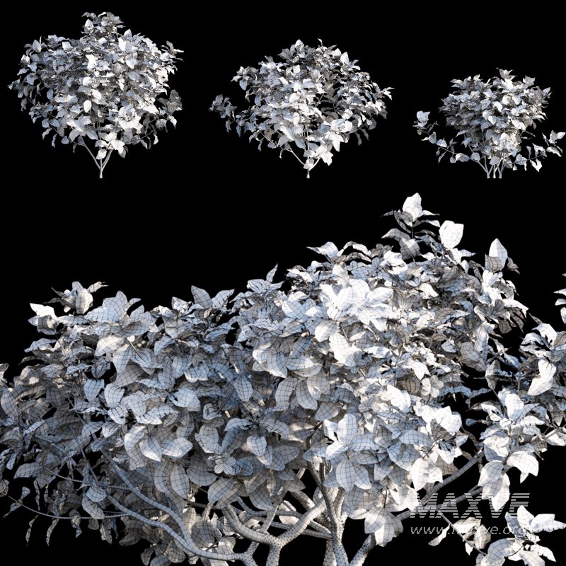 Tabernaemontana divaricata – Crape jasmine – 02 - Image 3