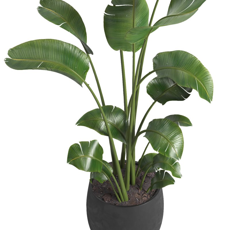 indoor plant 08 - Image 3