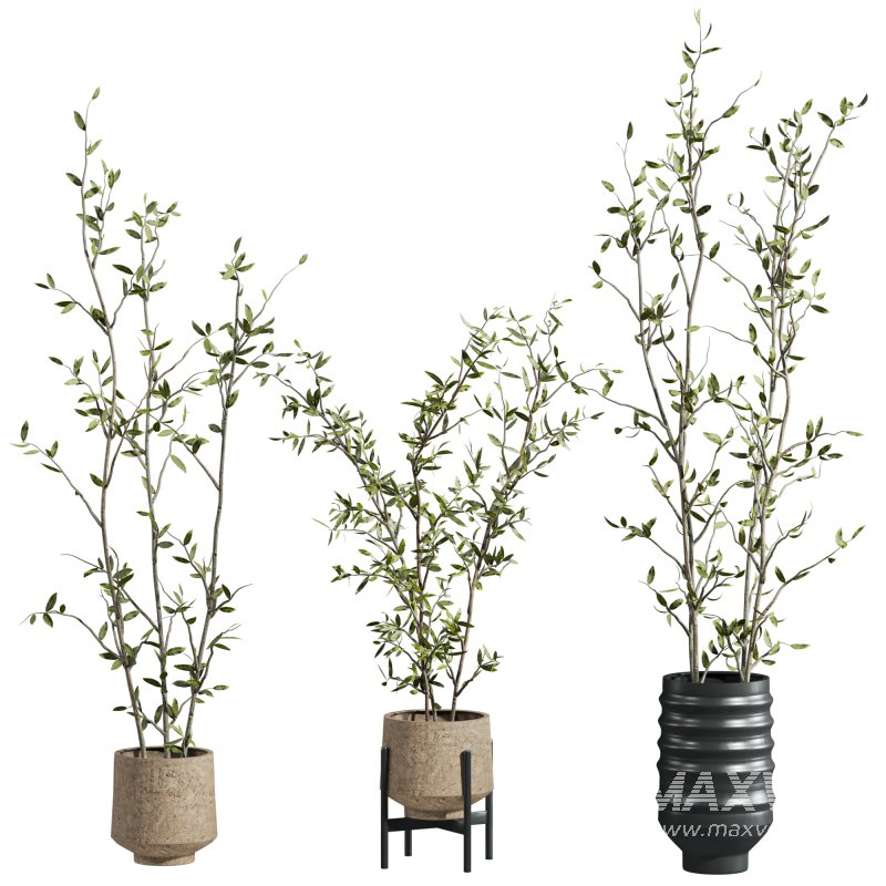 plants set - Image 3