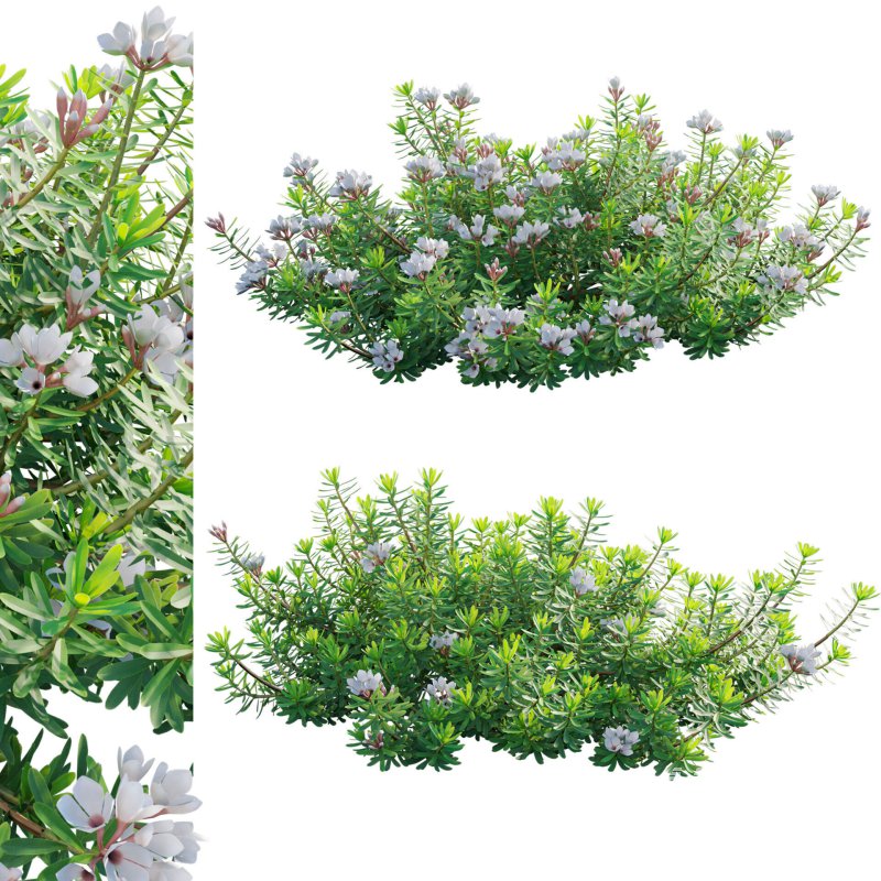 Daphne x transatlantica Blafra – Eternal Fragrance 01 - Image 1