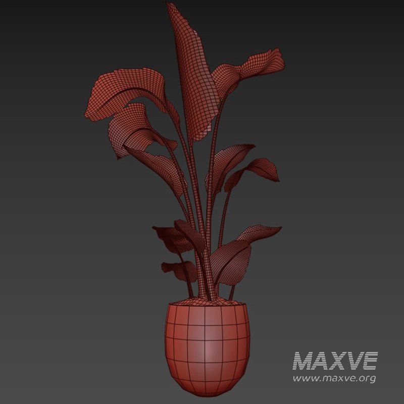 indoor plant 05 - Image 5