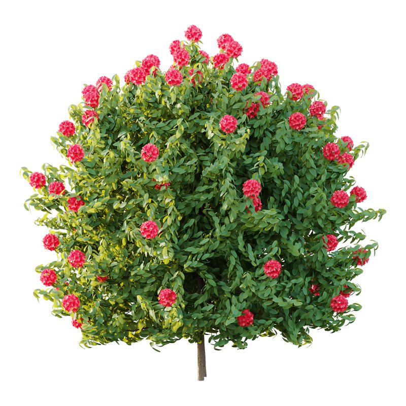 Rhododendron Arboreum Bush 02 - Image 3