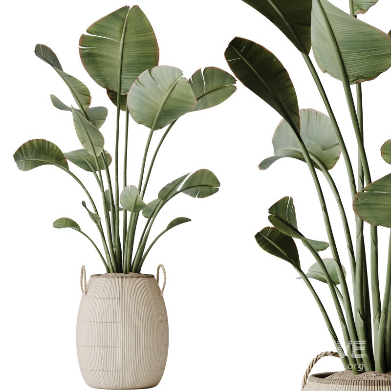 AV Indoor Plants Set 222 Bird Of ParadiseBird and Banana Strelitzia Nicolai - Image 2