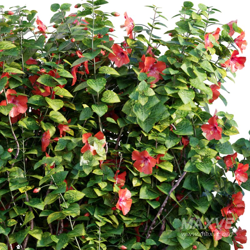 Chinese hibiscus – Hibiscus rosa-sinensis – 03 - Image 2