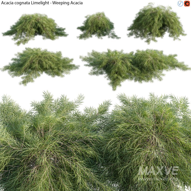 Acacia cognata Limelight – Weeping Acacia – 01 - Image 1