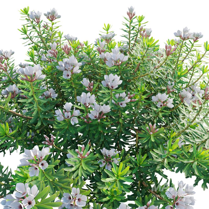 Daphne x transatlantica Blafra – Eternal Fragrance 01 - Image 4