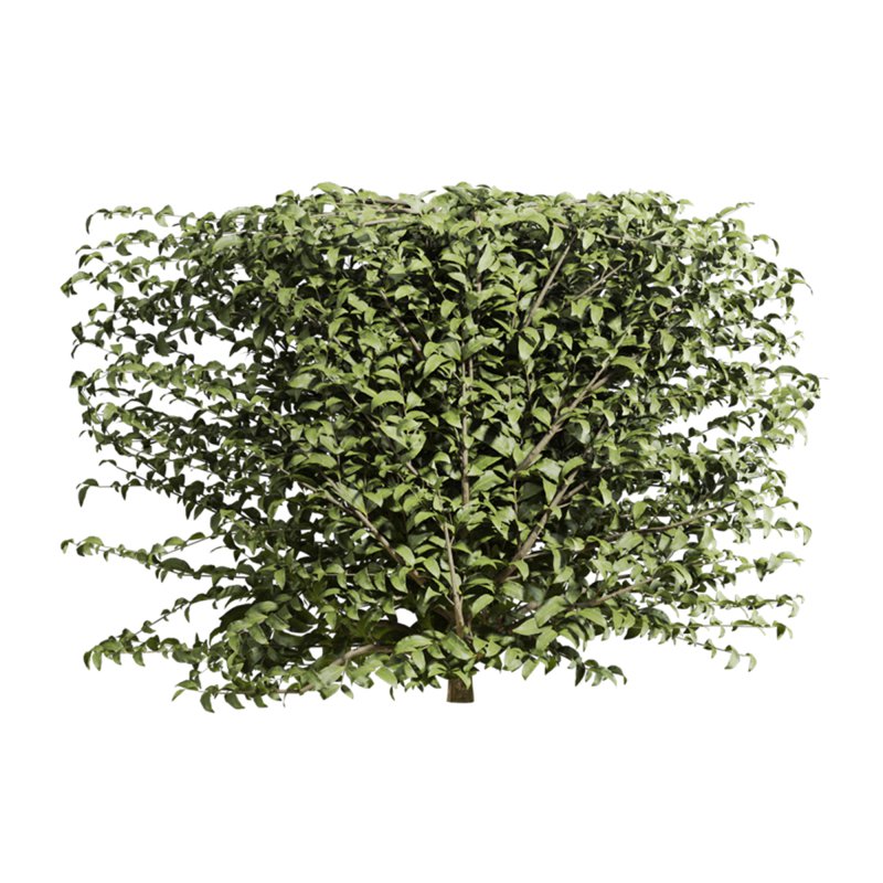 bush plants set - Image 4