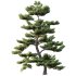 AV Plants Pinus Bonsai Sylvestris Pine Parviflora Scotch Contorta04 - Thumbnail 1