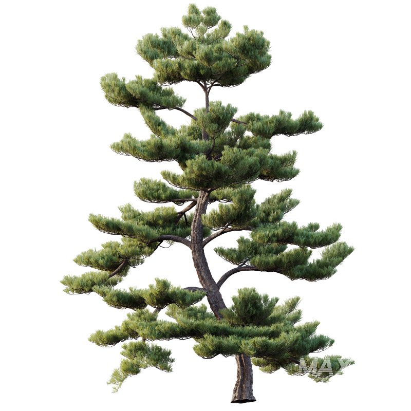 AV Plants Pinus Bonsai Sylvestris Pine Parviflora Scotch Contorta04 - Image 1