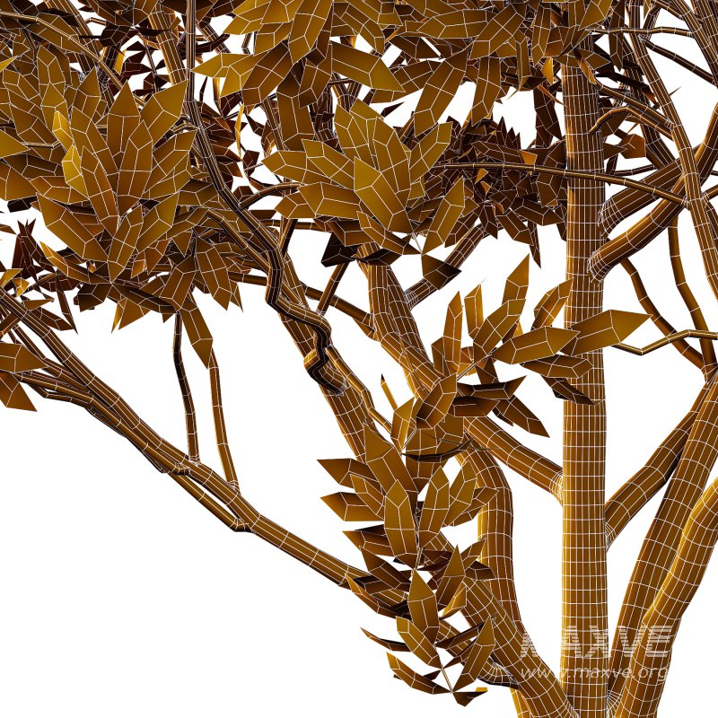 Rhododendron Arboreum Bush 04 - Image 2