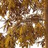 Bamboo Bambusoideae Tree 06 - Thumbnail 6