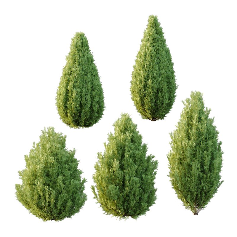 Italian Cypress Tree 3 - Image 3