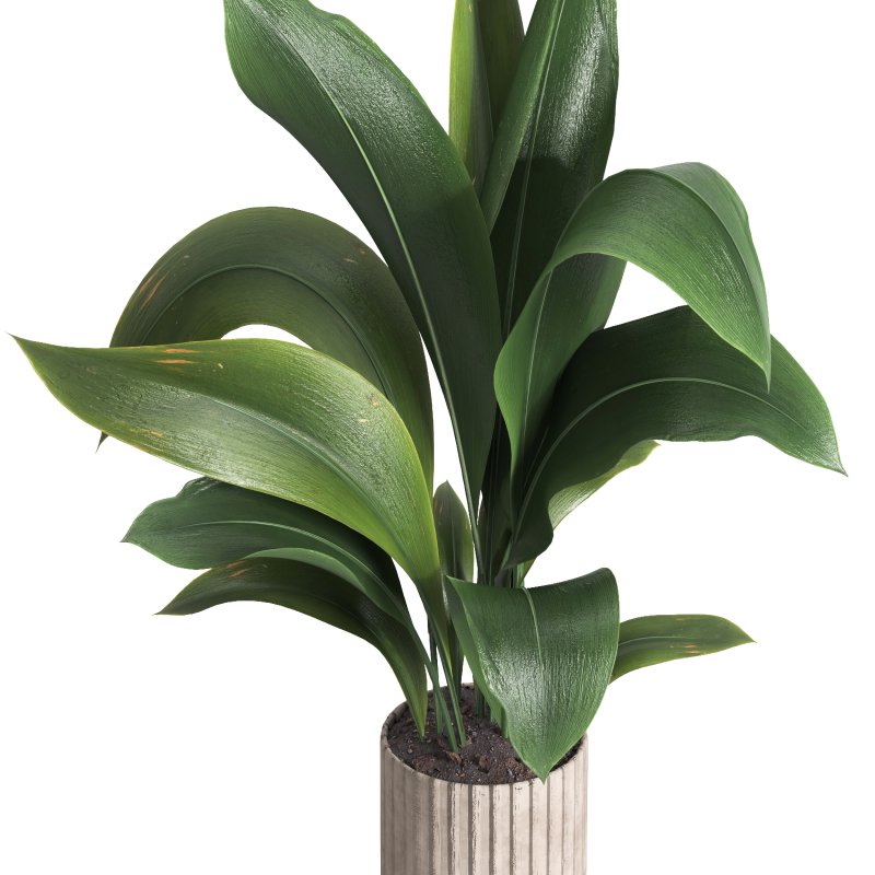 indoor plant 06 - Image 3