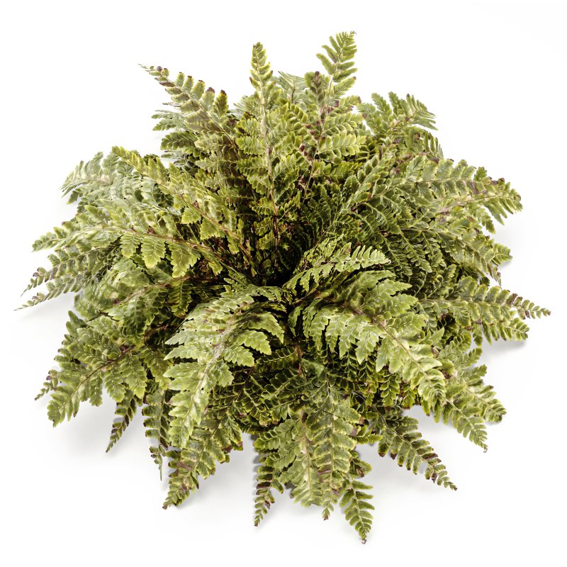 Tropical Crocodile Fern Decorative Bush - Image 5
