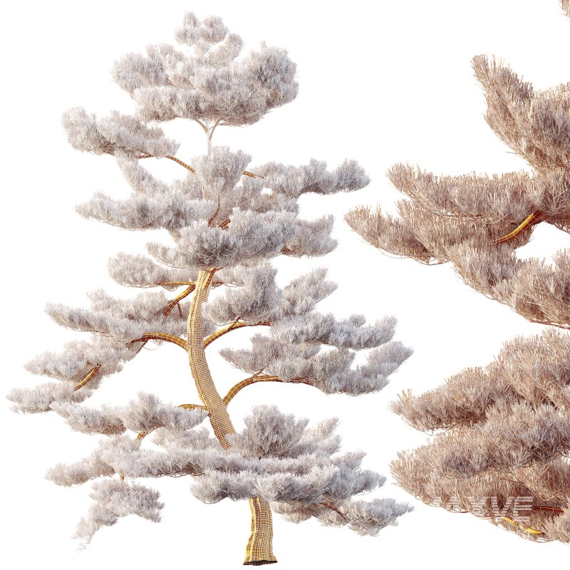 AV Plants Pinus Bonsai Sylvestris Pine Parviflora Scotch Contorta04 - Image 3