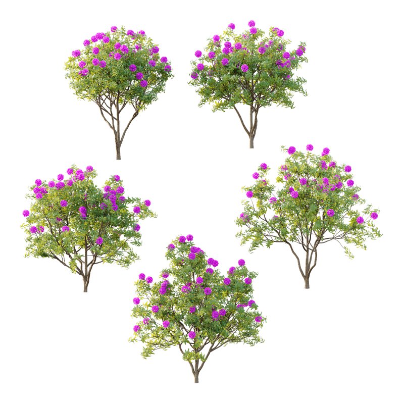 Rhododendron Arboreum Bush 04 - Image 5