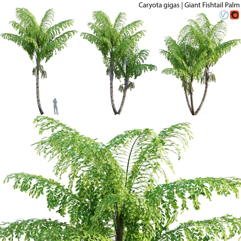 Caryota gigas – Giant Fishtail Palm – Caryota Mitis – 02 - Image 1