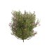 bush plants set - Thumbnail 4