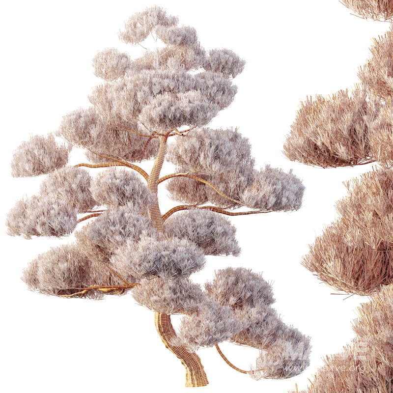 AV Plants Pinus Bonsai Sylvestris Pine Parviflora Scotch Contorta05 - Image 3