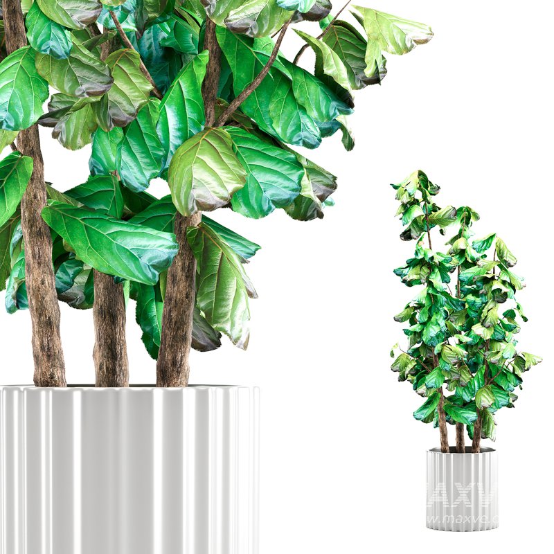 Indoor Plant 001 Ficus Lyrata Fiddle Leaf With White Pot - Image 2