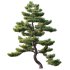 AV Plants Pinus Bonsai Sylvestris Pine Parviflora Scotch Contorta03 - Thumbnail 1