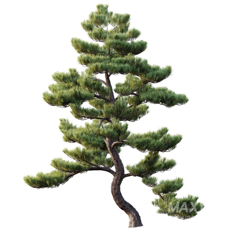 AV Plants Pinus Bonsai Sylvestris Pine Parviflora Scotch Contorta03 - Image 1