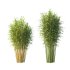 Bamboo Bambusoideae Tree 05 - Thumbnail 4