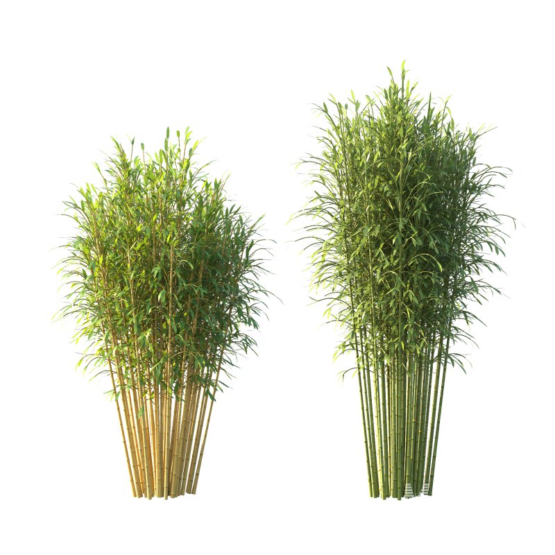 Bamboo Bambusoideae Tree 05 - Image 4