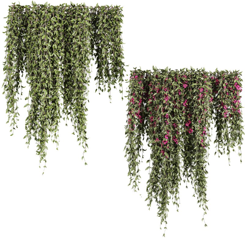 ivy plants - Image 3