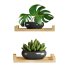 plants set on shelf - Thumbnail 4