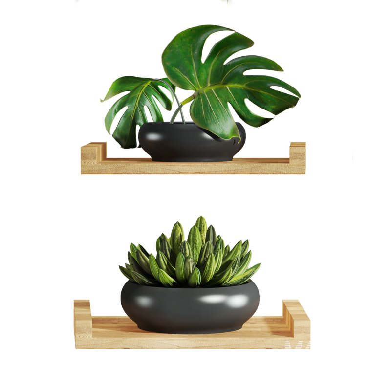 plants set on shelf - Image 4