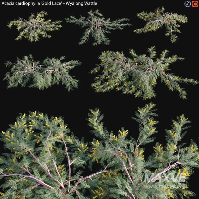 Acacia cardiophylla Gold Lace – Wyalong Wattle – 01 - Image 1