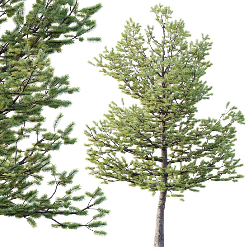 AV Premium Mountain Pine Needles Mugo Pinus Swiss Tree - Image 2