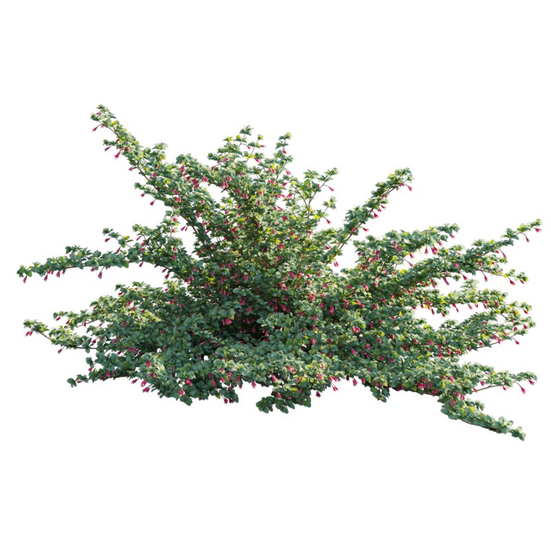 Correa reflexa – Native Fuchsia – Grevillea wilsonii 02 - Image 3