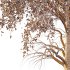 Betula Pendula Tree 10 - Thumbnail 5
