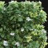 Tabernaemontana divaricata – Crape jasmine – 03 - Thumbnail 2