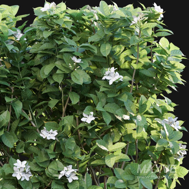 Tabernaemontana divaricata – Crape jasmine – 03 - Image 2